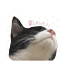 どんどん成長してきたペク（個別スタンプ：22）