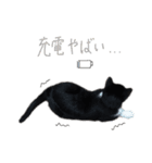 どんどん成長してきたペク（個別スタンプ：33）