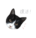 どんどん成長してきたペク（個別スタンプ：34）