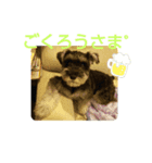 koto third（個別スタンプ：6）