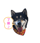 黒柴maru（個別スタンプ：4）