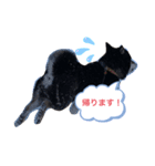 黒柴maru（個別スタンプ：6）