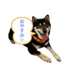黒柴maru（個別スタンプ：8）