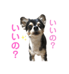 チワワのラムちゃんスタンプʕ•ᴥ•ʔ（個別スタンプ：2）