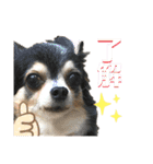 チワワのラムちゃんスタンプʕ•ᴥ•ʔ（個別スタンプ：4）