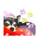 チワワのラムちゃんスタンプʕ•ᴥ•ʔ（個別スタンプ：5）