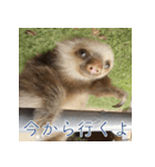 ナマちゃん スタンプ（個別スタンプ：5）