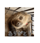 ナマちゃん スタンプ（個別スタンプ：9）