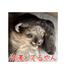 ナマちゃん スタンプ（個別スタンプ：17）