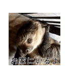 ナマちゃん スタンプ（個別スタンプ：29）