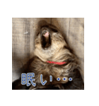 ナマちゃん スタンプ（個別スタンプ：30）