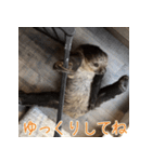 ナマちゃん スタンプ（個別スタンプ：32）