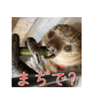 ナマちゃん スタンプ（個別スタンプ：33）