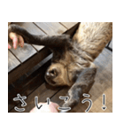 ナマちゃん スタンプ（個別スタンプ：36）