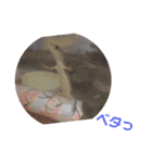 カナヘビちょろちょろ カナヘビ集合！Part2（個別スタンプ：10）