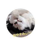 サスケくん3（個別スタンプ：9）