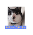 サスケくん3（個別スタンプ：11）