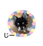 犬のチョコ君3（個別スタンプ：1）