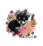 犬のチョコ君3（個別スタンプ：2）