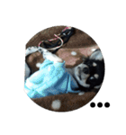 犬のチョコ君3（個別スタンプ：4）