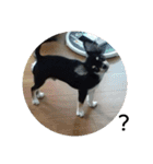 犬のチョコ君3（個別スタンプ：5）