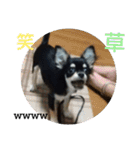 犬のチョコ君3（個別スタンプ：6）