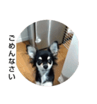 犬のチョコ君3（個別スタンプ：11）