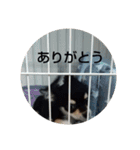 犬のチョコ君3（個別スタンプ：12）