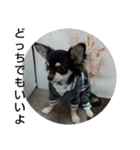 犬のチョコ君3（個別スタンプ：13）