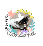 犬のチョコ君3（個別スタンプ：14）