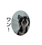 犬のチョコ君3（個別スタンプ：17）