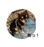 犬のチョコ君3（個別スタンプ：20）