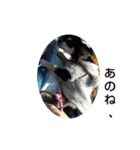 犬のチョコ君3（個別スタンプ：21）