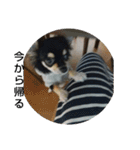 犬のチョコ君3（個別スタンプ：24）