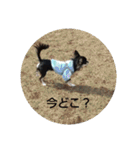 犬のチョコ君3（個別スタンプ：25）