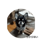 犬のチョコ君3（個別スタンプ：26）
