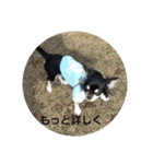 犬のチョコ君3（個別スタンプ：27）