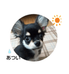 犬のチョコ君3（個別スタンプ：28）
