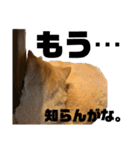 モップとミルク3（個別スタンプ：4）