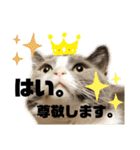 モップとミルク3（個別スタンプ：15）