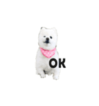 ポメラニアン次郎（個別スタンプ：8）
