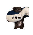 我が家のむぎくん！（個別スタンプ：5）