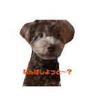 我が家のむぎくん！（個別スタンプ：13）