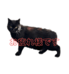 売上は100%君たちのご飯代だ！（個別スタンプ：1）