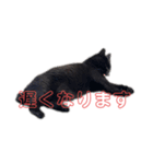 売上は100%君たちのご飯代だ！（個別スタンプ：4）