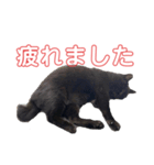 売上は100%君たちのご飯代だ！（個別スタンプ：5）