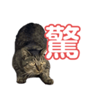 売上は100%君たちのご飯代だ！（個別スタンプ：11）