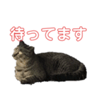 売上は100%君たちのご飯代だ！（個別スタンプ：13）