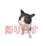 売上は100%君たちのご飯代だ！（個別スタンプ：15）