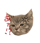 僕はマヨネーズ（個別スタンプ：1）